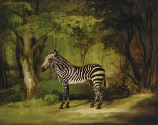 Seepra, 1763